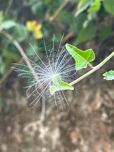 A close-up, macro photograph captures the delicate seed head of a plant, possibly a dandelion or a similar species, suspended against a softly blurred background of green foliage and earthy tones. The seed head, a radial burst of fine white filaments, is the primary subject. Two small, vibrant green leaves, characteristic of ivy, are positioned to the right of the seed head, partially obscuring a thin, light brown stem that runs horizontally across the frame. The background consists of out-of-focus vegetation and ground, suggesting a natural outdoor setting. No people or animals are visible. The lighting is soft and diffused, highlighting the intricate details of the seed filaments and the textured surfaces of the leaves and stem. The image is devoid of any discernible urban elements or landmarks that would definitively place it within Trieste, Italy.