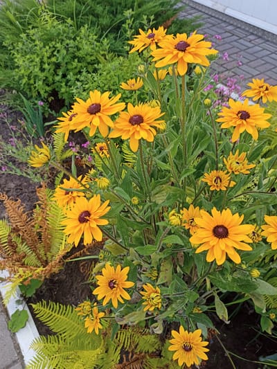 The image shows a close-up view of a patch of black-eyed susan flowers in bloom. The flowers are predominantly yellow with dark brown centers and have serrated petals. They are growing in a garden bed with green foliage, some ferns with brown and green fronds, and small purple flowers in the background. A paved walkway, likely brick or cobblestone, is visible in the upper right corner, bordering the garden. The overall impression is a well-maintained garden area.