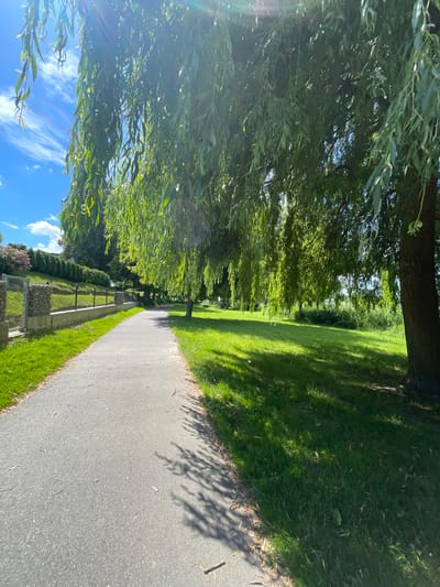 This image depicts a scenic pathway bordered by lush green grass and overhanging trees, likely in Nowogard, Poland. The path itself is paved and appears to be a walkway or cycling path. Sunlight streams through the leaves of a large tree on the left, casting dappled shadows on the grass and path. In the background, more trees and manicured bushes are visible, suggesting a park or a well-maintained outdoor space. A low fence with stone-filled gabions runs alongside the path, adding a rustic yet structured element to the landscape. The sky is a bright blue with scattered white clouds, indicating fair weather, likely midday given the strong sunlight and shadows. There are no people or discernible activities taking place in the frame, focusing solely on the serene natural setting. The overall mood is peaceful and inviting, perfect for a leisurely stroll or a bike ride. No text is visible in the image.