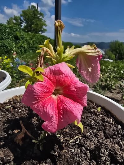 A close-up, low-angle outdoor photograph captures a vibrant pink petunia flower in a white planter. The flower's petals are ruffled and have a textured appearance. Behind the petunia, another petunia bloom, lighter pink and wilting, droops from its stem, with some brown, dried parts visible. Small green leaves sprout from the stems. The planter is filled with dark soil, which appears clumpy and moist in places. Some tiny green sprouts are emerging from the soil. In the background, a lush green landscape unfolds, featuring trees and foliage under a bright blue sky with scattered white clouds. A dark vertical pole is present on the right side of the frame. The overall setting suggests an urban or suburban garden environment. The location is identified as Serebriansk, Kazakhstan.