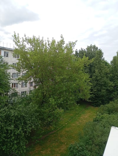 The image shows an aerial view of a residential area in Gorki-2, Russia, on a cloudy day. In the foreground, a large, lush green tree dominates the center of the frame, its branches extending towards the right. Behind the tree, a multi-story apartment building with a light-colored facade is visible, featuring numerous windows. The building appears to be constructed of concrete or similar material. To the right of the apartment building and behind the large tree, a dense collection of dark green trees creates a natural boundary. A patch of grassy lawn, partially shaded by the trees, is visible in the middle ground, with a faint dirt path winding through it. The background is filled with a sky of overcast clouds. The overall scene depicts a typical urban landscape where nature and man-made structures coexist.
