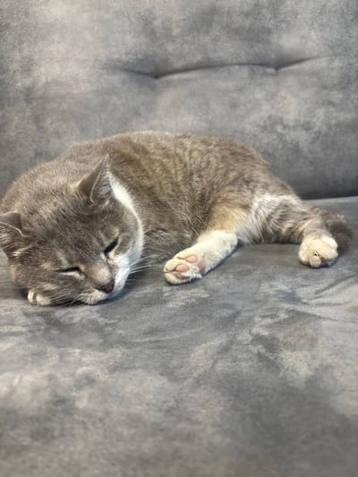 A grey tabby cat is sleeping on a grey sofa. The cat is lying on its side with its eyes closed and its paws tucked in. The sofa has a tufted design. The image was taken in Kamenar, Bulgaria.