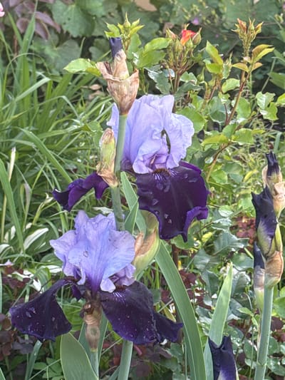 This is a medium shot, portrait orientation photo of several irises in bloom. The irises are a mix of light lavender and deep purple, with some showing hints of pink. Many of the petals have water droplets on them, suggesting recent rain or dew. The flowers are clustered together, with tall green leaves and stems providing a backdrop. In the upper left corner, there are some small pink and orange flower buds on a branch. The overall scene is lush and green, indicating a garden or natural setting. The lighting suggests it is daytime, possibly overcast due to the softness of the shadows. There is no visible text in the image. The setting appears to be a garden in Volokolamsk, Russia, given the context provided.
