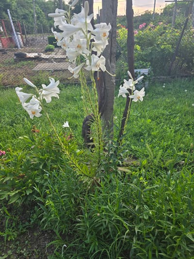 The image depicts a close-up view of white lilies in bloom, situated in a garden setting. The lilies are the prominent subjects, with their delicate white petals and orange stamens clearly visible. They are growing tall, supported by a rough, weathered wooden post. The background shows a lush green lawn, dense foliage, and a chain-link fence. Beyond the fence, hints of a suburban or rural landscape are visible, with trees, the sky at dusk, and what appears to be a residential area in the distance. The overall impression is one of a tranquil, natural scene, possibly a backyard or a community garden. The location is identified as Straldzha, Bulgaria. There are no people or animals visible in the image, and no specific actions or interactions are taking place. The environment is characterized by greenery and natural elements.