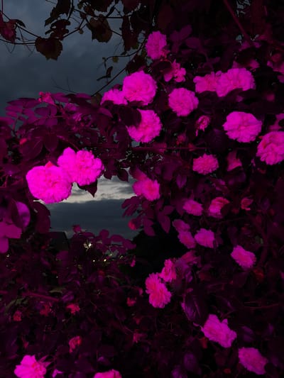 The image shows a close-up of a bush with numerous pink roses, illuminated by what appears to be artificial lighting, creating a vibrant magenta hue. The roses are in various stages of bloom, with many fully opened and others as buds. The foliage is a deep, dark shade of purple, characteristic of the artificial lighting. In the background, a cloudy, dark sky is visible, with a sliver of lighter sky and clouds suggesting the presence of dusk or twilight. Some distant, out-of-focus lights, possibly from houses or streetlights, can be seen below the horizon line. The overall impression is of a rose bush at night, possibly in a garden. The prompt mentions the city of Dongaron, Russia, but there are no specific visual cues within the image to confirm this location.