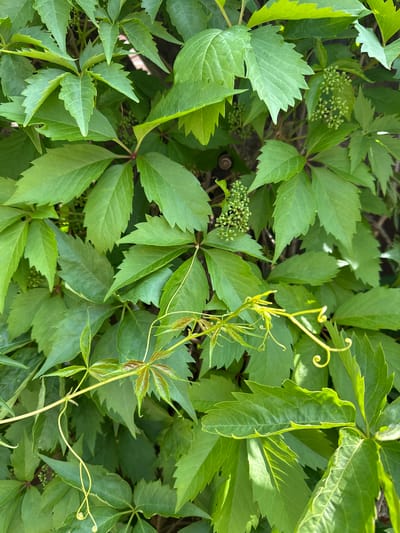The image displays a detailed, close-up view of a dense, vibrant green vine, likely *Parthenocissus quinquefolia* (Virginia Creeper), covering an unseen vertical surface. The foliage consists primarily of palmately compound leaves, predominantly with five serrated leaflets, though some younger leaves exhibit three leaflets and a reddish-bronze hue. Numerous clusters of small, spherical, light green flower buds are visible throughout the canopy, particularly in the central and upper-left areas. Slender, yellowish-green tendrils, some tightly coiled, emerge from the stems, demonstrating the plant's climbing nature. In the upper-mid-left quadrant, a small, light brown snail shell with a distinct spiral pattern rests partially obscured among the leaves. The background is indistinct and dark, suggesting a wall or fence. The scene is illuminated by natural daylight, creating varying shades of green and highlights on the leaves. This botanical scene is located in Новоглаголево, Russia.