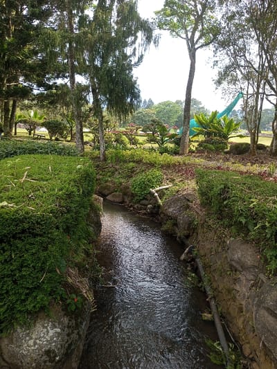 A narrow stream flows through a verdant landscape. Lush greenery and trees surround the waterway. On the opposite bank, decorative plants and a tall, green dinosaur statue are visible. A mix of foliage and trees extends into the background, creating a sense of depth. The water's surface reflects the ambient light, adding to the serene atmosphere. Stones and rocks line the stream's edges. A pipe is installed horizontally near the bottom-right of the frame.