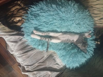 A cat is sprawled out on a fluffy, teal pillow. The cat is a tabby with grey and white stripes. Its belly is facing upwards, and its legs are extended. The pillow is round and has a shaggy texture. Behind the pillow, there is a patterned blanket with dark brown and tan stripes. To the left of the pillow, there is a draped piece of light-colored fabric, possibly a blanket or clothing. The background appears to be a wooden floor. The lighting suggests it is daytime, but no specific time can be determined. The overall scene conveys a sense of relaxation and comfort. There is no visible text in the image.