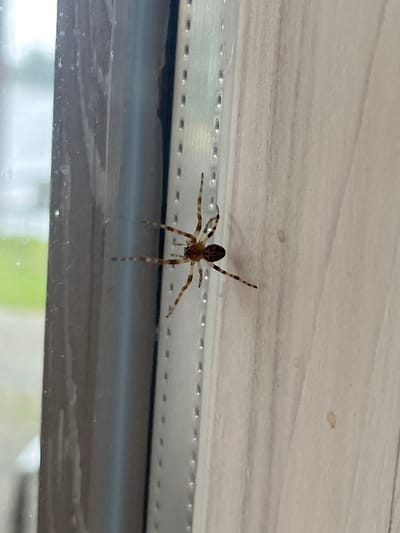 The image shows a spider on a light-colored, textured surface, possibly the underside of a building's overhang or a window frame. The spider is positioned in the center of the frame, upside down, with its legs extended. Its body appears brown and white, with patterned legs. The background is a light, neutral color with subtle horizontal lines, suggesting a man-made material like vinyl siding or painted wood. Below the spider, a dark, reflective surface is visible, possibly a window or a glossy exterior finish, and further down, a blurry green and white area suggests foliage or the outdoors. The lighting appears to be natural, indicating daytime. The setting appears to be an outdoor environment, with the spider likely resting on an exterior architectural element. No people or text are visible in the image. The image was taken in Milná, Czechia.