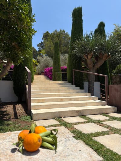 The image depicts an outdoor scene on a sunny day, likely in Sant Joan de Labritja, Spain. The primary subject is a set of wide, light-colored stone stairs that ascend a gentle slope. The stairs are bordered by neatly trimmed green grass and interspersed with square paving stones. To the left of the stairs, a dramatic Dragon Tree with its distinctive trunk and spiky foliage stands tall against a clear blue sky. Several slender, dark green cypress trees are also visible, adding verticality to the landscape. Bright pink bougainvillea flowers add a splash of vibrant color to the scene, blooming near the base of the stairs. In the foreground, on a stone surface, are three ripe oranges with green leaves still attached, suggesting a harvest or a still life arrangement. The lighting indicates it is likely daytime, with the sun casting shadows on the ground and illuminating the scene. The overall atmosphere is one of a serene, well-maintained garden or estate, possibly with a Mediterranean influence due to the flora and stone pathways. There is no visible text in the image.