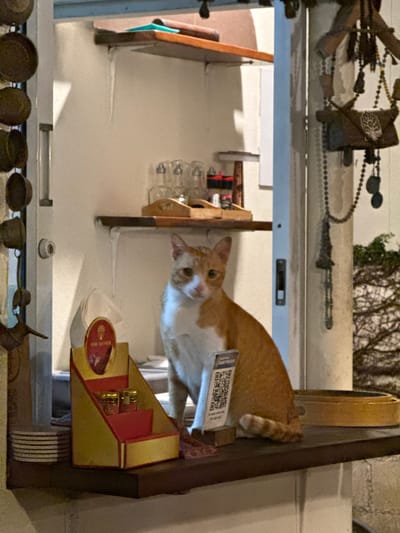 A medium shot shows a white and orange cat lying in an open display case. The cat is angled diagonally across the frame, with its head toward the lower left and its tail toward the upper right. A tag with a QR code is attached to the cat's side. The display case contains various items, including glass bottles, a box of "Rishi Saffron," and small metal cookware at the bottom. Decorations, including a string of beads and metal ornaments, are visible above the display case. The scene is located in Baan Hin Kong, Thailand.