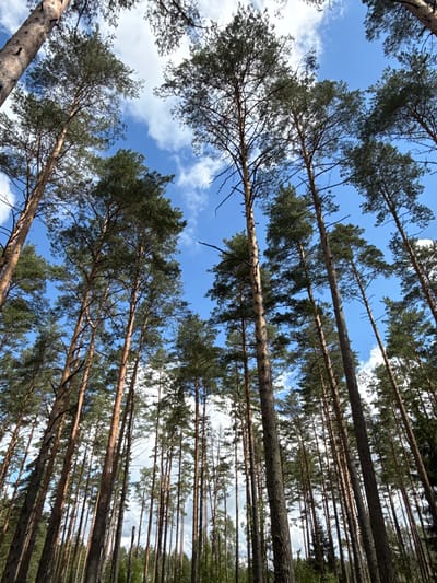 The image shows a dense forest in Šutai, Lithuania, looking upwards towards a blue sky with scattered clouds. The tall, slender trunks of pine trees dominate the frame, with their branches and green needles forming a canopy overhead. The perspective emphasizes the height of the trees, creating a sense of being immersed in the forest. The lighting suggests it is daytime, with sunlight filtering through the leaves. There are no people or man-made objects visible in the scene.
