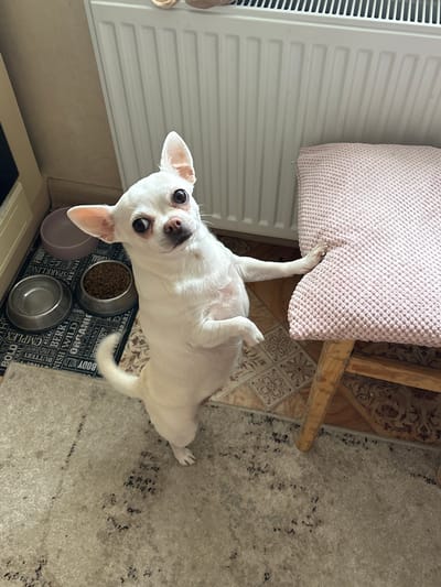 The image shows a white Chihuahua dog standing on its hind legs, facing the camera. The dog has large, dark eyes and pointed ears. It is leaning with its front paws on the edge of a pink cushioned stool. Behind the dog is a white radiator. To the left of the dog are two pet food bowls, one empty and one filled with kibble, placed on a mat with text. The floor is tiled and carpeted. The scene appears to be indoors, in a domestic setting. There is no information in the image to suggest a specific location in Shepetivka, Ukraine.