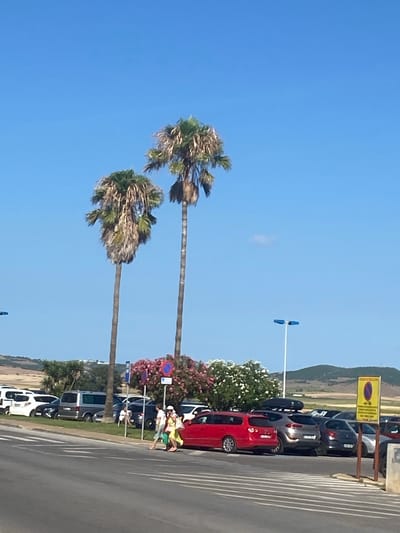 The image depicts a sunny outdoor scene in Conil de la Frontera, Spain, likely a parking area near a beach or tourist attraction. Two tall palm trees with full crowns dominate the center-left of the frame, their trunks extending upwards against a clear blue sky. In the background, a line of parked vehicles is visible, including white vans, a silver minivan, and various cars of different colors. Some people are walking across a pedestrian crossing in the foreground. To the right, a yellow sign with a purple symbol and text is posted, indicating parking regulations. Lush green vegetation and pink flowering bushes are present behind the parked cars, with rolling hills in the far distance. A modern street light with two blue fixtures stands tall on the right side of the image.