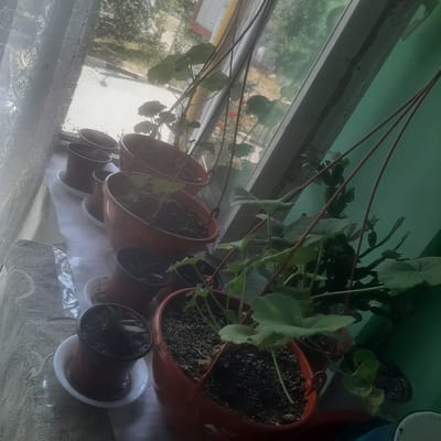 A collection of potted plants sits on a windowsill, bathed in natural light filtering through a sheer white curtain and a window with a screen. The plants, in various brown and orange pots, are of different sizes and stages of growth. Some are lush with green leaves, while others appear to be younger or in a dormant state. One plant, with broad, scalloped leaves, is particularly prominent. Another appears to be a succulent with spiky leaves. The background shows a glimpse of trees and buildings outside, suggesting an urban or suburban setting. The wall behind the window is painted a muted green. The scene is likely an indoor windowsill in a residential setting within the city of Cahul, Moldova.