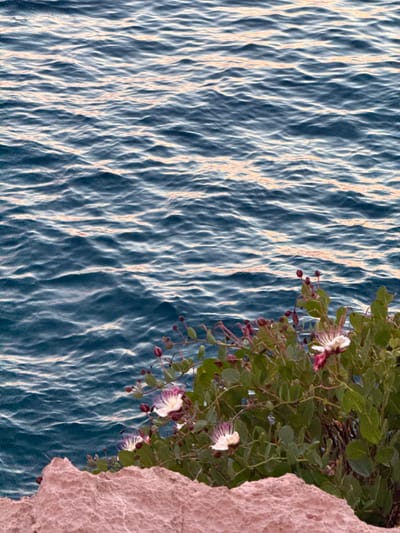 The image captures a serene coastal scene in Primošten, Croatia, featuring the glistening blue waters of the Adriatic Sea. In the foreground, rough, pinkish-hued rocks form a textured embankment. Overhanging this rocky edge is lush green foliage dotted with delicate white and pinkish-purple flowers. The sea is characterized by gentle ripples reflecting the soft, warm light, suggesting either dawn or dusk. The overall impression is one of natural beauty and tranquility, with the vibrant flora providing a striking contrast to the vast expanse of the sea and the rugged texture of the rocks.