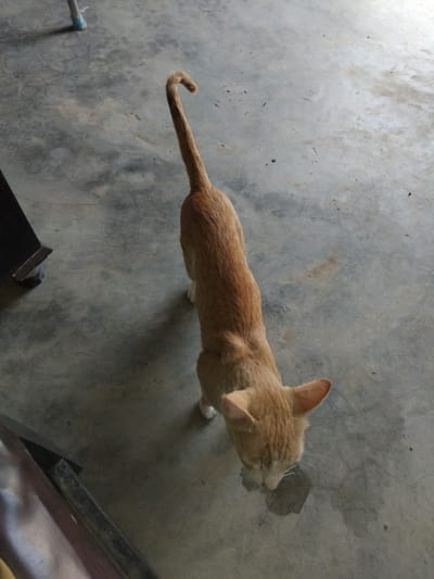A ginger cat is shown from a high angle on a concrete floor. The cat is facing downwards, drinking from a puddle on the floor. The cat's tail is curved upwards. In the background, a dark object, possibly a table leg, is visible. The setting appears to be outdoors in Chhina Uttar, Pakistan.