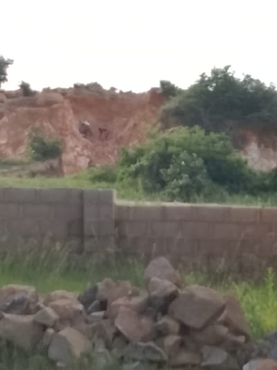 The image depicts a rural outdoor scene in Barakin Acha, Nigeria. In the background, several individuals are visible working in a quarry, a site characterized by reddish-brown earth and rocky terrain. Lush green vegetation, including bushes and trees, surrounds the quarry, suggesting a natural and somewhat untamed environment.
In the foreground, a low wall constructed of grey concrete blocks runs horizontally across the frame, partially obscuring the view of the quarry. Beyond the wall, a pile of large stones and rocks is scattered across the ground, interspersed with green grass. The overall impression is one of manual labor and a rugged, undeveloped landscape.
The time of day appears to be late afternoon or early evening, as indicated by the soft, diffused lighting. The sky is overcast or hazy, suggesting possibly cloudy weather. There are no visible signs or text in the image. The mood conveyed is one of hard work and a simple, agrarian lifestyle.