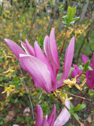 The image shows a close-up of a blooming magnolia tree, likely in the city of Ganderkesee, Germany. The magnolia flowers are primarily pink with white undersides. Some of the petals have a slightly twisted shape. New green leaves are sprouting on the branches, and some yellow flowers, potentially Forsythia, are visible in the background. The background foliage is a mix of greens and yellows, creating a somewhat blurred depth of field. The image appears to be taken outdoors in daylight.