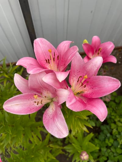 A close-up shot captures a cluster of three vibrant pink lilies in full bloom. Their delicate petals are speckled with dark spots, and the stamens, tipped with yellow pollen, add a touch of contrast. One of the lilies has a wasp nestled within its center, its black and yellow stripes clearly visible. In the background, lush green foliage and a hint of a pink lily bud suggest a garden setting. To the left of the flowers, a grey, slatted fence provides a man-made element to the natural scene. The lighting suggests it is daytime, and the overall mood is one of natural beauty and tranquil observation.