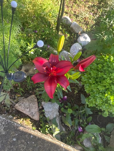 This is an overhead shot of a vibrant garden scene in Rogozen, Bulgaria, captured during daylight hours with bright sunshine casting distinct shadows. The primary subject is a striking dark red lily, prominently displayed in full bloom near the center of the frame. Surrounding the open lily are several unopen lily buds, promising more blooms.
The lily is nestled among a variety of green foliage. To the left, there's finer, grass-like greenery, while the upper right features a dense, light green shrub. Other broader-leafed plants and small purple flowers are visible in the background and between the rocks. Scattered across the scene are several light-colored, irregularly shaped rocks, appearing to be part of the garden landscaping.
Man-made elements include a concrete border running along the right edge of the image. Two small, spherical white garden lights on dark, slender stems are visible in the lower left, with a black solar panel for one of these lights also in the lower middle. The overall impression is one of a well-maintained garden bed. No discernible text is visible in the image.