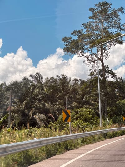 The image captures a roadside scene in Plai Phraya, Thailand, under a bright, cloudy sky. A paved road curves into the foreground, marked by a white line. A silver metal guardrail runs along the side of the road, separating it from lush vegetation. Beyond the guardrail, dense palm trees and other greenery form a thick forest. A traffic sign indicating a sharp curve to the right is visible on the left side of the road. A tall streetlamp stands near a large tree with dark green leaves, its trunk light brown. The environment suggests a rural or semi-rural setting with abundant tropical vegetation.