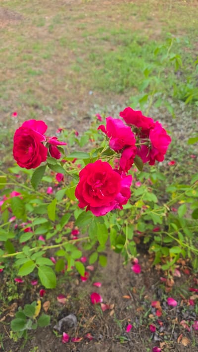A cluster of vibrant red roses is in full bloom against a blurred background of green grass and brown earth. Scattered around the base of the rose bush are fallen rose petals, also red, and some green leaves. The scene appears to be outdoors, possibly in a garden or park setting in Yasnohorodka, Ukraine. There are no people or animals visible in the image. The overall impression is one of natural beauty and the transient state of flowering.