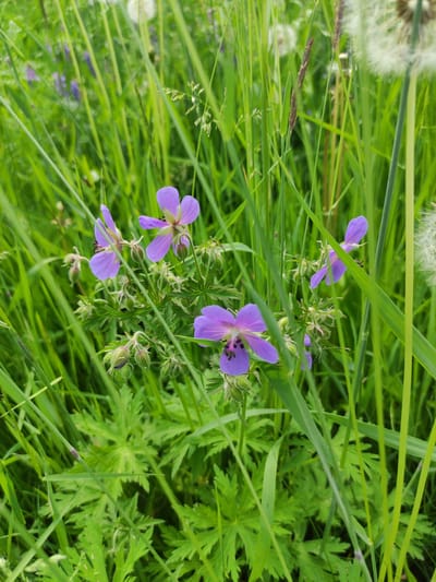 This is a close-up, medium-angle, eye-level shot of a cluster of purple wildflowers and green grass. The flowers have five petals and are scattered amongst the tall green blades of grass. In the background, blurry white dandelion seed heads are visible. The setting appears to be a natural, outdoor environment, likely a field or meadow. There are no people or animals visible in the image. The scene is well-lit with natural light, and the focus is sharp on the foreground flowers and foliage, with the background softened by a shallow depth of field. The image is likely taken in Kuokunu, Russia, given the context provided.