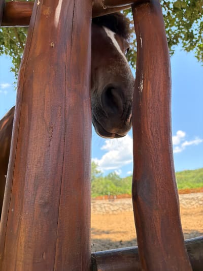 A close-up, low-angle, outdoor shot shows the nose and part of the face of a brown horse peering through a wooden fence. The horse's muzzle is dark, with some white markings on its forehead. The fence is made of rough-hewn, dark brown wooden posts, with visible grain and some minor imperfections. In the background, a bright blue sky with scattered white clouds is visible, along with green foliage and a sandy or dusty ground area. The overall impression is that of an enclosure or paddock. There is no indication of Zagora, Montenegro in the image itself.