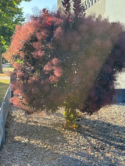 This image shows a large, bushy plant with dark purple leaves and feathery, pinkish-purple blooms. The plant is situated in an outdoor setting, with a textured ground cover of light-colored wood chips or mulch to its right. In the background to the left, a checkered pattern is visible, possibly part of a building or structure. Further in the background, there are hints of green trees and a bright, clear sky, suggesting it is daytime with good weather. The lighting indicates the sun is at an angle, casting shadows on the wood chip ground. The overall impression is of a garden or outdoor landscape. There is no visible text in the image. The location is identified as Rathenow, Germany.