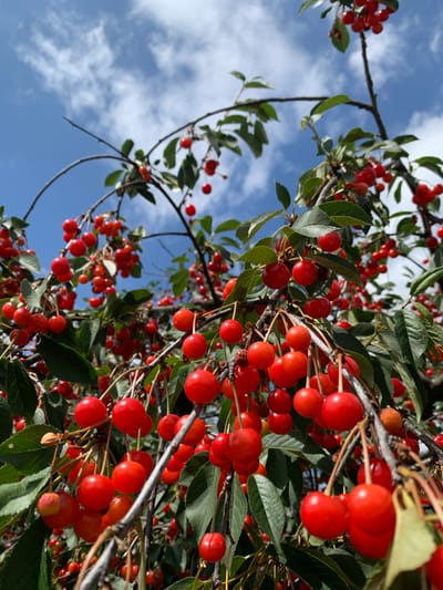 The image captures a close-up view of a cherry tree laden with ripe, red cherries. The cherries are clustered together on branches, interspersed with green leaves. The camera angle looks upwards, revealing a bright blue sky with scattered white clouds. The sunlight suggests it is daytime, likely a clear and pleasant day. The setting appears to be an outdoor environment, possibly a garden or orchard, given the abundance of fruit-bearing branches. No people are visible in the image. The scene evokes a feeling of natural abundance and the ripeness of summer fruit. There is no visible text in the image. The location context of Ivanava, Belarus, further grounds the scene in a specific geographical area.