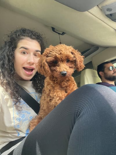 The image depicts an interior scene within a vehicle in the city of Chelopech, Bulgaria. Three subjects are present: a young adult female, a reddish-brown curly-haired dog, and an adult male.
The female, positioned in the front passenger seat in the left foreground, has dark, curly hair and fair skin. Her mouth is open in an expressive manner, revealing teeth. She is wearing a light-colored t-shirt with a light blue floral graphic and black ribbed leggings. A black seatbelt diagonally crosses her torso.
A small to medium-sized dog with dense, reddish-brown curly fur is seated between the female and the male, appearing to rest partly on the female's lap or leg. The dog has dark eyes and a dark nose and is looking directly at the camera.
In the right background, an adult male occupies the driver's seat. He has dark hair and a beard, and wears dark, reflective sunglasses. His attire includes a dark top with visible purple and blue/teal stripes. He is looking to the right, away from the camera. Behind him, a cream-colored car seat with the text "la strada" is partially visible.
The vehicle's interior features a light-colored headliner, a grey sun visor, and an overhead console with a speaker grill and a button. A small dark object hangs from the ceiling fixture on the left. The scene is illuminated by natural light, indicative of daytime.
