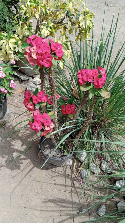 In the city of Cotgadong, Indonesia, an outdoor scene features several potted plants set against a sandy ground. Dominating the foreground is a large potted plant with striking pink flowers and thick, thorny stems. To the left of this, a smaller pot holds a plant with delicate pink blossoms. Behind these, a larger plant displays variegated leaves, some a light green and others a pale yellow, with thin branches extending upwards. A clump of tall, thin green grass-like plants grows to the right of the main thorny plant. The ground is composed of light-colored sand, with scattered pebbles and some dried leaves visible. Shadows from the plants create patterns on the sandy surface, suggesting daylight conditions.