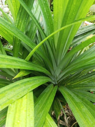 A lush, vibrant pandan plant fills the frame, its long, blade-like leaves radiating outward from a central point. The leaves are predominantly green, with hints of yellow, and are covered in glistening water droplets. The plant’s leaves are thick and erect, pointing upwards towards the camera, creating a dense and almost overwhelming visual texture. The arrangement suggests a healthy and thriving specimen.
