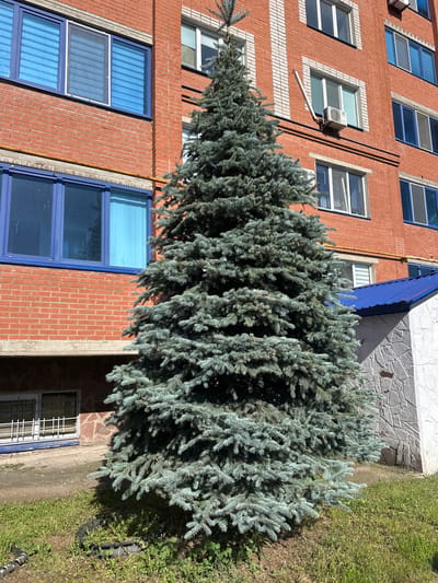The image shows a large blue spruce tree in front of a brick apartment building. The building is orange-red with white trim around the windows, which are mostly blue. Some windows have blinds or curtains visible. An air conditioning unit is mounted on the exterior wall. A section of a white and grey stone-clad structure with a blue metal roof is visible to the right of the tree. The ground in front of the building is covered with grass and some debris. The scene appears to be outdoors in a residential area.