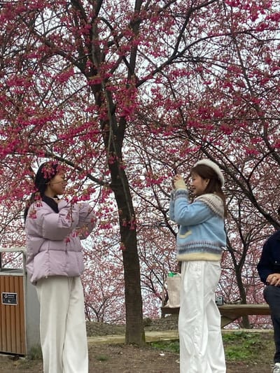 Two young women stand beneath a flowering tree, their gazes directed towards the blossoms. One wears a light blue sweater and white pants, while the other sports a light purple puffer jacket and white pants. The tree's branches, adorned with vibrant pink blossoms, create a dense canopy above. In the background, a hint of a person and a park bench are visible, along with a garbage can. The photo is taken outdoors, likely in a park or garden setting, during springtime.