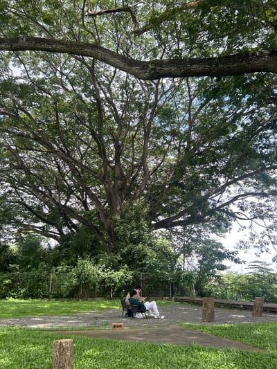 In Tambon San Phi Suea, Thailand, two individuals are seated on chairs outdoors, beneath the expansive canopy of a large tree. One person is wearing a light brown shirt and white pants, while the other is in a green hoodie and white pants. Both are looking down, possibly at a phone or tablet. The ground is covered with gravel and grass, and a pathway is visible in the foreground. A wooden board walk and two tree stumps are also present in the scene. The overall environment appears to be a park or recreational area.