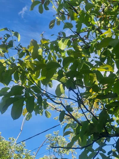 A low-angle shot captures a clear, bright blue sky peeking through the dense green foliage of a tree. Sunlight illuminates the leaves, highlighting their textures and veins. The branches of the tree are visible, some with a rough, woody texture, while others appear thinner and more pliable. In the background, thin, dark lines, likely wires, stretch across the sky, suggesting the presence of human infrastructure. Below the main tree canopy, another, smaller tree with lighter green leaves and hints of red or pink fruit is visible. The overall scene depicts a natural setting against a backdrop of a bright day, with subtle hints of human presence. This scene is located in Bratkivtsi, Ukraine.