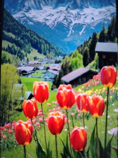The image depicts a vibrant spring landscape. In the foreground, several red and yellow tulips are in bloom, their petals catching the light. The tulips are on thin green stems, some of which are visible. Behind the tulips, a hillside is covered with lush green grass dotted with smaller pink and yellow flowers. In the middle ground, a cluster of traditional-looking houses with dark roofs is nestled amongst green trees. Further in the background, a majestic mountain range rises, its peaks capped with snow, contrasting with the bright blue sky. The overall impression is one of natural beauty and tranquility in a mountainous region. There is no indication of the location being the city of Qorowul, Uzbekistan.
