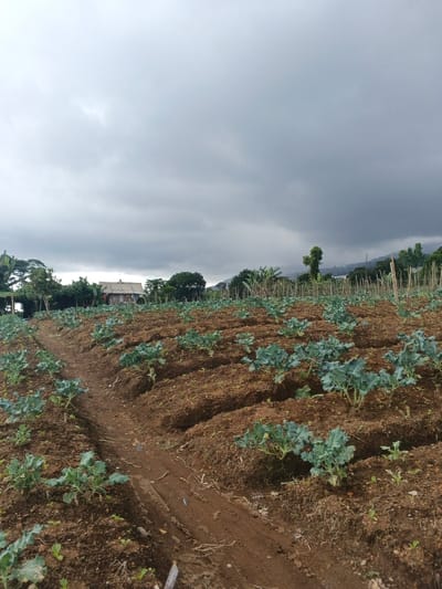 The image displays an agricultural field in Ngọc Tụ, Vietnam, under a heavily overcast sky. Rows of young brassica plants, consistent with broccoli or cabbage, are cultivated in mounded reddish-brown soil across the foreground and midground. A narrow dirt path bisects the field, extending from the lower left towards the center. In the background, a small building with a light-colored roof is partially visible amidst dense green foliage and trees. Distant mountains are discernible on the horizon beneath the dark grey cloud cover. No individuals or specific actions are depicted.