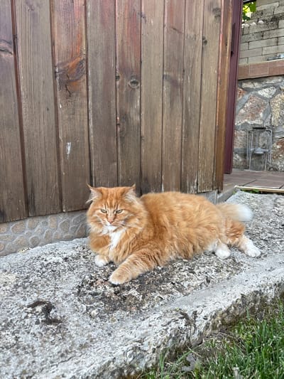 An orange and white long-haired cat is lying on a concrete surface next to a wooden fence. The cat is looking at the camera with light green eyes. Its tail is visible, curled around its body. The concrete surface has a rough texture and is bordered by a decorative stone pattern on one side and green grass on the other. The wooden fence is made of horizontal planks. In the background, there is a stone wall with some vegetation growing on it. The scene appears to be outdoors during the daytime, likely in a rural or garden setting, given the materials and greenery present. The cat seems relaxed, basking in what appears to be pleasant weather. The location context provided is Vaklino, Bulgaria.