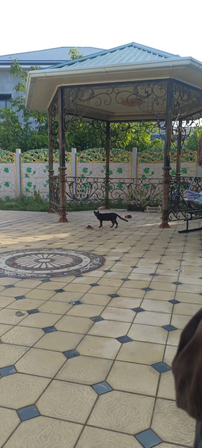 A black cat with green eyes stands on a tiled patio. The cat is facing right, with its body in a walking pose. The patio is tiled with a central circular mosaic pattern and square tiles with dark blue insets. In the background, there is a gazebo with ornate metalwork. A decorative fence with green leaf patterns on a stone background separates the patio from a garden. Beyond the fence, there is a building with a metal roof. A swing set is visible to the right of the gazebo. The lighting suggests it is late afternoon or early morning, with long shadows cast by the gazebo and fence. The scene appears to be in a residential outdoor area.