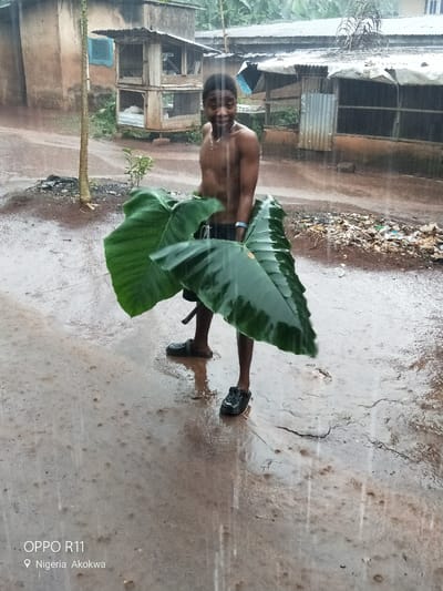 In a scene of heavy rain in Akokwa, Nigeria, a young, shirtless boy stands outdoors, holding large, green leaves over his head as a makeshift umbrella. He is wearing dark shorts and black sandals. The ground around him is wet and reflects the overcast sky, with puddles and streaks of water visible. Raindrops are clearly visible, adding to the atmosphere of a downpour.
Behind the boy, there are several dilapidated structures, appearing to be simple dwellings or workshops with corrugated metal roofs and wooden frames. One building has multiple levels and open-air sections, possibly used for storage or housing small animals. The general setting suggests a rural or semi-urban environment, with some scattered debris visible in the background.
The boy's expression is one of slight amusement or perhaps surprise, looking directly at the camera. The time of day appears to be overcast, typical of rainy weather, with no direct sunlight. The overall mood is one of resilience and resourcefulness in the face of the elements.
Visible text at the bottom left of the image reads "OPPO R11" and "Nigeria Akokwa" with a location pin icon.
