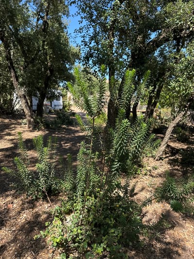 The image depicts a sun-dappled outdoor scene in Santa Cristina d'Aro, Spain. The foreground is dominated by dense, green foliage of a shrub with needle-like leaves, casting shadows on the dry, leaf-strewn ground. Behind this shrub, larger trees with rough bark and leafy canopies create a natural overhead cover, allowing patches of bright blue sky to be visible. In the middle ground, a dirt path winds through the trees, leading to the background where two white recreational vehicles or campers are parked amongst the vegetation. The overall environment suggests a natural, somewhat wild area, possibly a campsite or a rural property. There are no people visible in the image.