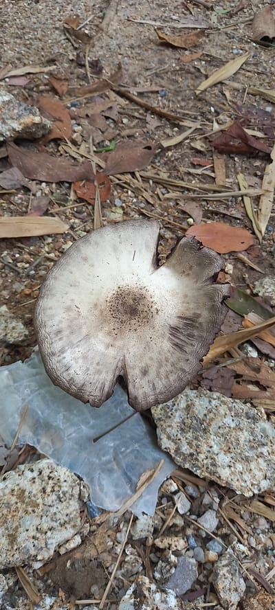 The image depicts a mushroom on the ground in Ban Tai, Thailand. The mushroom is light brown and white, with a dark brown center and ragged edges. It is surrounded by dirt, leaves, rocks, and a piece of translucent plastic. There are no people visible in the image.