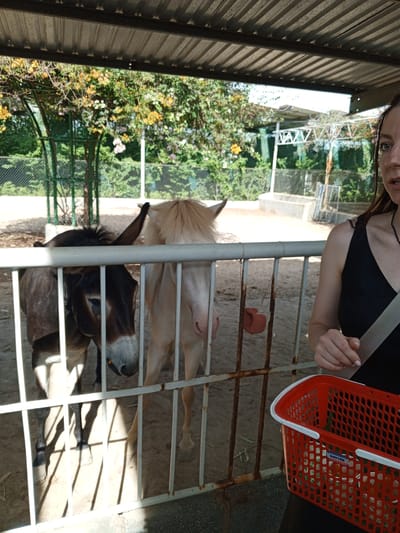 A close-up shot shows a woman in the foreground on the right, her right hand resting on the handle of a red plastic basket. Her left hand is visible near the basket as well. The woman is wearing a black top with a seatbelt across her chest. Behind her and to the left, a donkey and a pale-colored horse are visible through a white metal fence. The donkey, on the left, has its head turned to the side, and its ears are perked up. The horse, on the right, has a light-colored mane. The background consists of trees with yellow and pink flowers, a fence, and what appears to be a concrete enclosure. The scene is outdoors, under a metal roof structure. The overall impression is of a visit to an animal enclosure or sanctuary in Phước Hải, Vietnam.