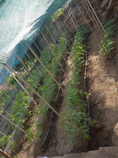 This is a top-down, slightly angled, outdoor shot of a row of young tomato plants being supported by wooden stakes in Lomets, Bulgaria. The plants are arranged in a line, each with a stake planted next to it to provide support as they grow. A drip irrigation system is visible, running along the base of the plants. To the left, a green mesh net is draped over part of the scene, casting dappled shadows on the ground and reflecting sunlight. The background consists of dry, brown soil and some rough stone walling. The overall impression is of a garden or agricultural setting, likely during daylight hours, given the sunlight and shadows. The plants appear healthy and are in their early stages of growth.