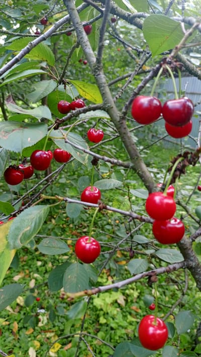 This is a close-up, vertical, eye-level shot of ripe cherries hanging from branches of a cherry tree, set against a backdrop of lush green foliage. The cherries are predominantly a deep red color and appear to be in clusters. The branches are rough and textured, with some moss or lichen visible. The background is softly blurred, showing more leaves and hints of greenery, suggesting an outdoor, natural setting. There are no people or man-made objects immediately visible in the foreground, though a glimpse of a fence can be seen in the upper right corner, indicating the proximity of a yard or property boundary. The lighting suggests it is daytime, with diffused light filtering through the leaves. The scene evokes a sense of abundance and the natural beauty of a fruit-bearing tree. The provided coordinates place this scene in a natural or semi-natural area within the city of Дубовка, Russia, likely a garden or park.