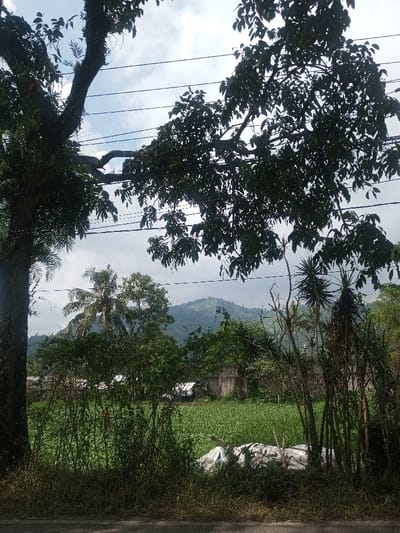The image depicts an outdoor, semi-rural landscape in Cibodas, Indonesia. The scene is dominated by dense vegetation under a partially cloudy sky with visible utility lines. In the immediate foreground, a dark, paved surface transitions to a strip of dry, light-colored grass and foliage. A large, dark-barked tree trunk, adorned with epiphytic growth, occupies the left side, its leafy branches extending into the upper frame and silhouetted against the sky. Multiple dark electrical or communication wires traverse horizontally across the upper portion of the image, passing through the tree canopy.

The midground features an expansive field of vibrant green crops or plants. Beyond this field, various structures are discernible: a white-roofed building is partially visible to the left, and a weathered stone or concrete wall/building is present on the right, both largely obscured by trees. Several trees are scattered throughout the midground, including a prominent palm tree with a curved trunk. In the lower-right mid-ground, a pile of white sacks or tarpaulins is situated amongst the foliage. The background showcases a range of verdant, tree-covered mountains or hills against a sky that is a mix of light grey and white. No human figures or specific actions are visible within the frame.