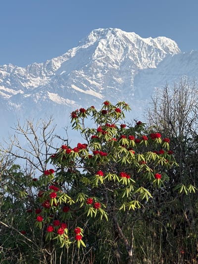 The image captures a scene in Lwang Ghalel, Nepal, featuring a towering, snow-capped mountain in the background under a clear blue sky. In the foreground, a tree with green leaves and vibrant red flowers dominates the view. Some bare branches are interspersed amongst the flowering branches. The image has been rotated 90 degrees, giving the scene an unnatural, vertical orientation.